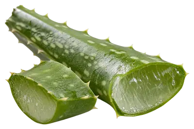Aloe vera leaf