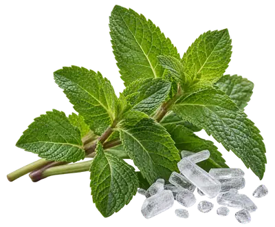 Fresh mint and menthol crystals