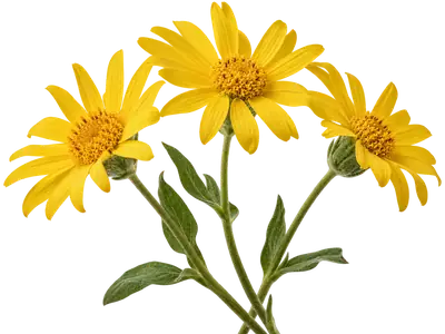 Arnica flowers